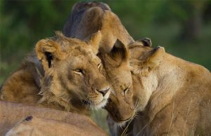 Ngorongoro-Wildlife