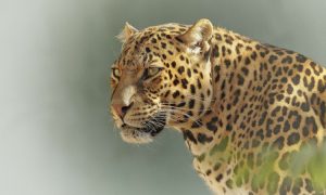 leopard-2798940_1920