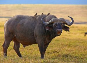 ngorongoro-crater-safari