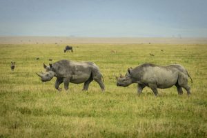 things-to-do-in-ngorongoro-crater