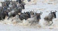Wildebeest-Migration.jpg