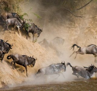 wildebeests-crossing-mara-river-serengeti-national-park-1920x1080 (1)